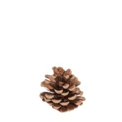 Pomme de pin Vintage